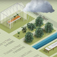 Coffee Production Info-graphic